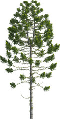 Side view of Araucaria Angustifolia Tree