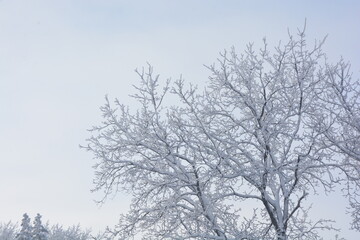 Fototapeta na wymiar tree covered in snow