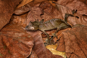 Satanic leaf-tailed gecko, Uroplatus phantasticus, lizard from Ranomafana National Park, Madagascar. Leaf look gecko in the nature habitat, night photo in green vegetation. Widlife Madagascar, dragon. - 597779371