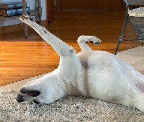 dog on the floor upside down