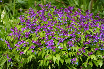 Lathyrus vernus, the spring vetchling, spring pea, or spring vetch, is a species of flowering herbaceous perennial plant in the genus Lathyrus. Hanover, Germany.