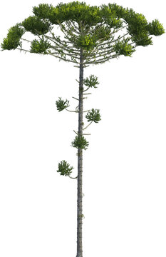Side view of Araucaria Angustifolia Tree