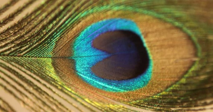 Peacock feather multicolored