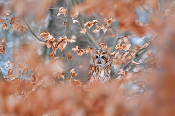Tawny owl hidden in the fall wood, sitting on tree trunk in the dark forest habitat. Beautiful animal in nature. Bird in the Germany forest. Autumn wildlife in the Forrest. Orange leaves with bird.