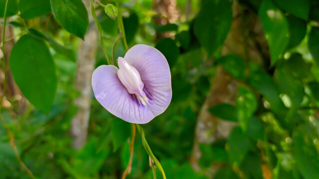 photo of purple flower Centrosema virginianum a species of butterfly pea from the Fabaceae tribe