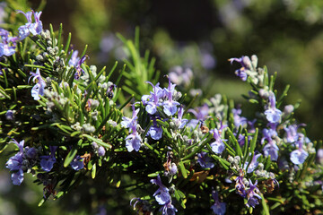 Closeup of Rosemary flowers, Derbyshire England
