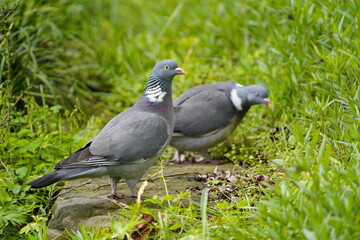 Common Wood Pigeon (Columba palumbus) is a member of the dove and pigeons family Columbidae. Hanover, Germany.