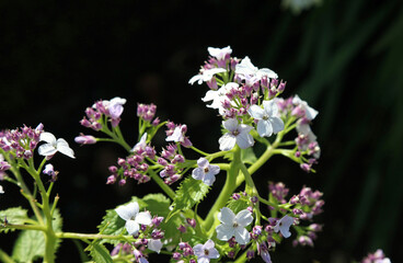 Closeup of sunlit Perennial Honesty flowers, Derbyshire England
