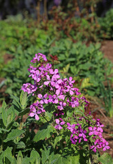 Sunlit Annual Honesty blooms, Derbyshire England
