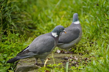 Common Wood Pigeon (Columba palumbus) is a member of the dove and pigeons family Columbidae. Hanover, Germany.