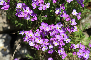 Sunlit macro image of Aubrieta growing on a garden wall, Derbyshire England
