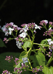Sunlit Perennial Honesty flowers, Derbyshire England
