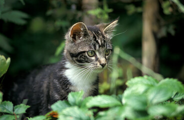  Portrait of a domestic tabby kitten in the garden 