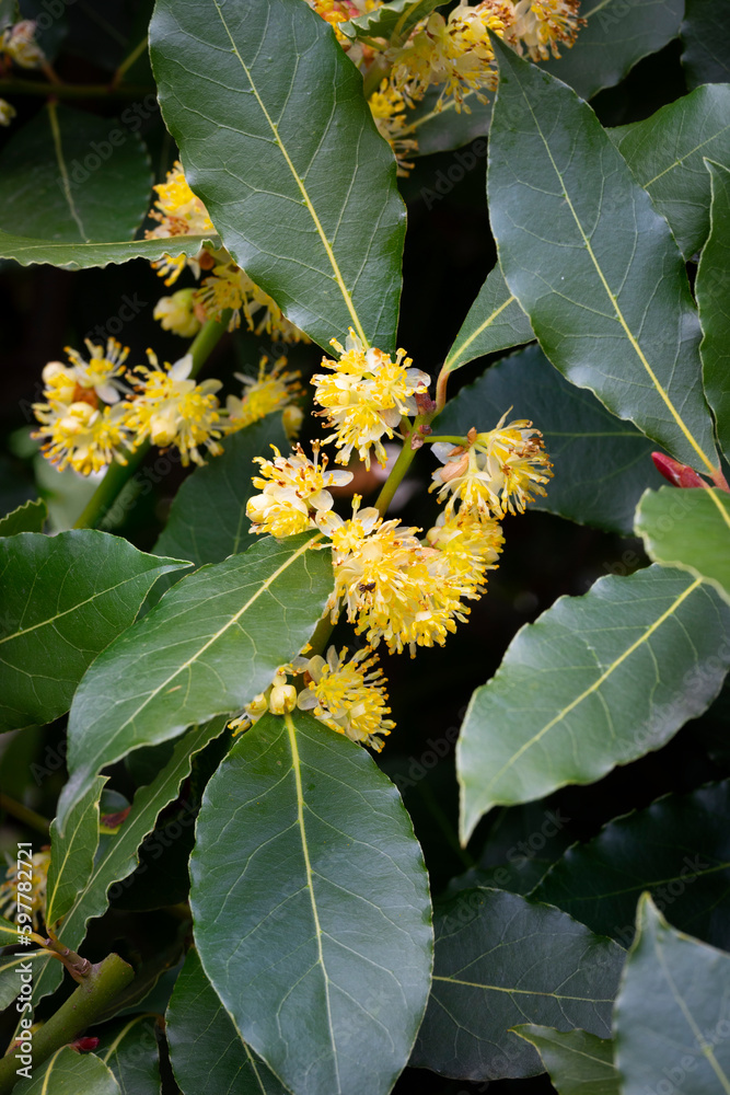 Sticker yellow blooming bay leaves close up full frame as background