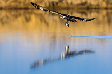 Obraz premium A wild osprey catching fish at a state park in Colorado.