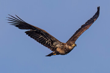 A wild bald eagle flying at a state park in Colorado.