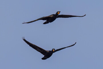 A wild double-crested cormorant eating a fish at a state park in Colorado.