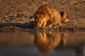 Lion drink water, Savuti, Chobe NP in Botswana. Hot season in Africa. African lion, male. Botswana...
