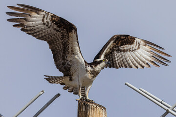 Wild osprey at a state park in Colorado.