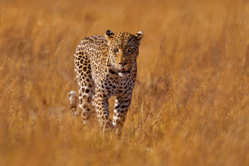 Leopard in Savuti, Chobe NP in Botswana. Africa wildlife. Wild cat hidden in the green vegetation. Leopard in the nature, lying under the tree.