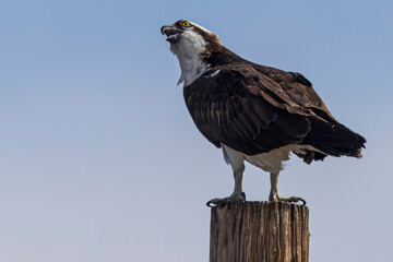 Wild osprey at a state park in Colorado.