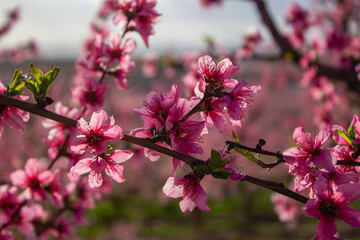 Peach Blossom in Spain