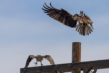 Wild osprey at a state park in Colorado.