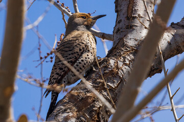 A wild northern flicker in a tree in Colorado.