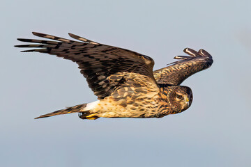 A wild northern harrier hunting in a field at a state park in Colorado during sunset.