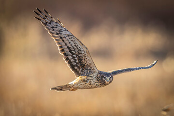 A wild northern harrier hunting in a field at a state park in Colorado during sunset.