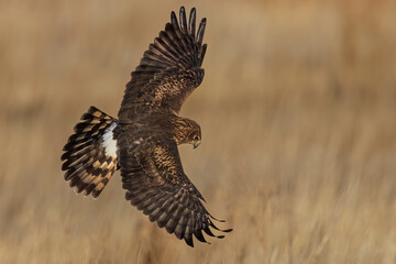 A wild northern harrier hunting in a field at a state park in Colorado during sunset.