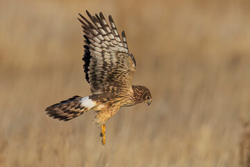 A wild northern harrier hunting in a field at a state park in Colorado during sunset.