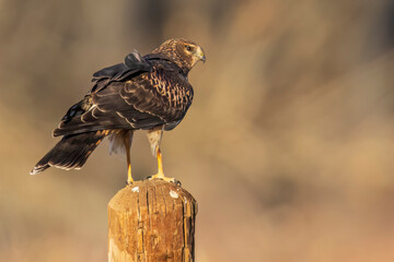 A wild northern harrier hunting in a field at a state park in Colorado during sunset.