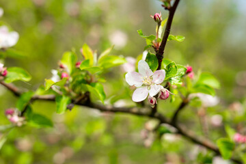 Fototapeta na wymiar beautiful apple blossom, spring