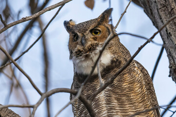 A wild great horned owl perched on a tree in a state park in Colorado.