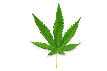 Green marijuana leaf isolated on white background, medical marijuana cultivation