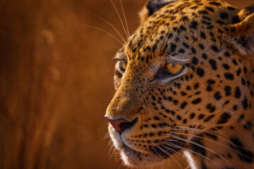 Leopard golden grass sunset, Savuti, Chobe NP, in Botswana, Africa. Big spotted cat in the wild...