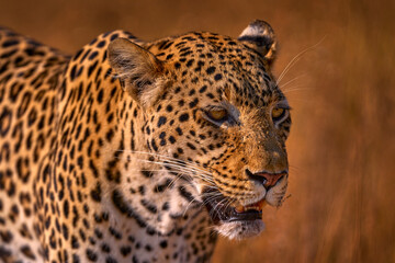 Obraz premium African leopard, close-up detail portrait. Leopard golden grass sunset, Savuti, Chobe NP, in Botswana, Africa. Big spotted cat in the wild nature. Wildlife Botswana.