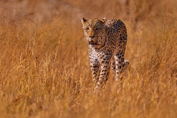 Fototapeta na wymiar Leopard golden grass sunset, Savuti, Chobe NP, in Botswana, Africa. Big spotted cat in the wild nature. Wildlife Botswana.