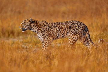 Africa wildlife. Leopard, Panthera pardus shortidgei, nature habitat, big wild cat in the nature habitat, sunny day on the savannah, Okavango delta Botswana. Wildlife nature.