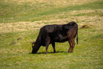 四国カルストの牛さんの風景