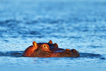 African Hippopotamus, Hippopotamus amphibius capensis, Okavango delta, Botswana in Africa. Hippo with injury bloody scar in the skin. Dangerous big animal in the water. Wildlife scene from nature.