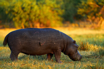 African Hippopotamus, Hippopotamus amphibius capensis, Okavango delta, Botswana in Africa. Hippo with injury bloody scar in the skin. Dangerous big animal in the water. Wildlife scene from nature.