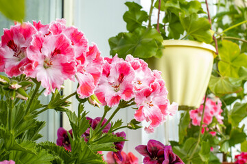 Royal geranium or pelargonium flowers on home balcony