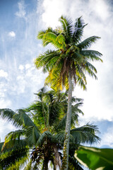 Palmier de polynésie française sous un ciel bleu et quelques nuages.