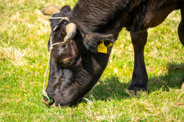 四国カルストの牛さんの風景