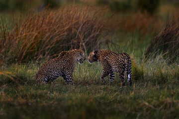 Africa wildlife. Leopard fight, two male. Botswana wildlife. Leopard, Panthera pardus shortidgei, cat walk in orange grass, big wild cat in the nature habitat, sunny day on the savannah, Khwai river.