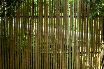 Bamboo background and backdrop