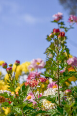 chrysantehmum 