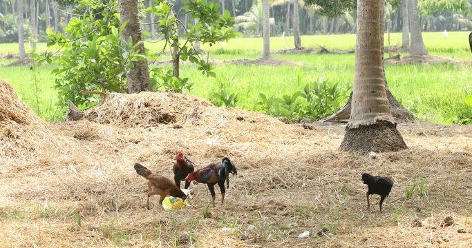 Hen feeding on garbage India